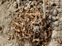 03_Boeslunde_guldspirale